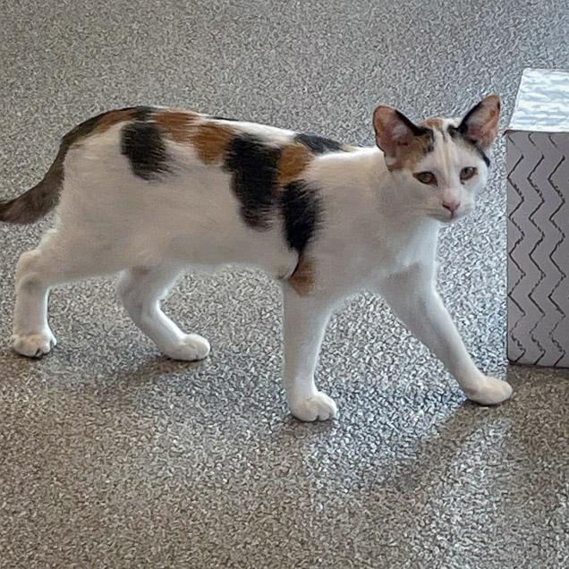 Enlarge Friday, a Adoptable mixed breed in Huntley, IL image 3/6