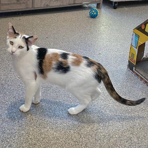 Enlarge Friday, a Adoptable mixed breed in Huntley, IL image 5/6