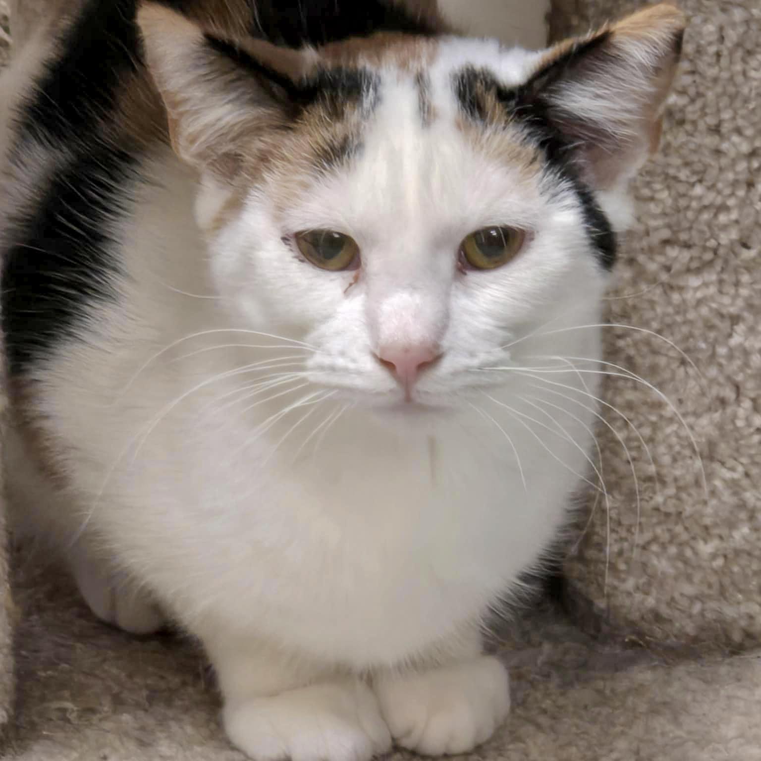 Enlarge Friday, a Adoptable mixed breed in Huntley, IL image 6/6