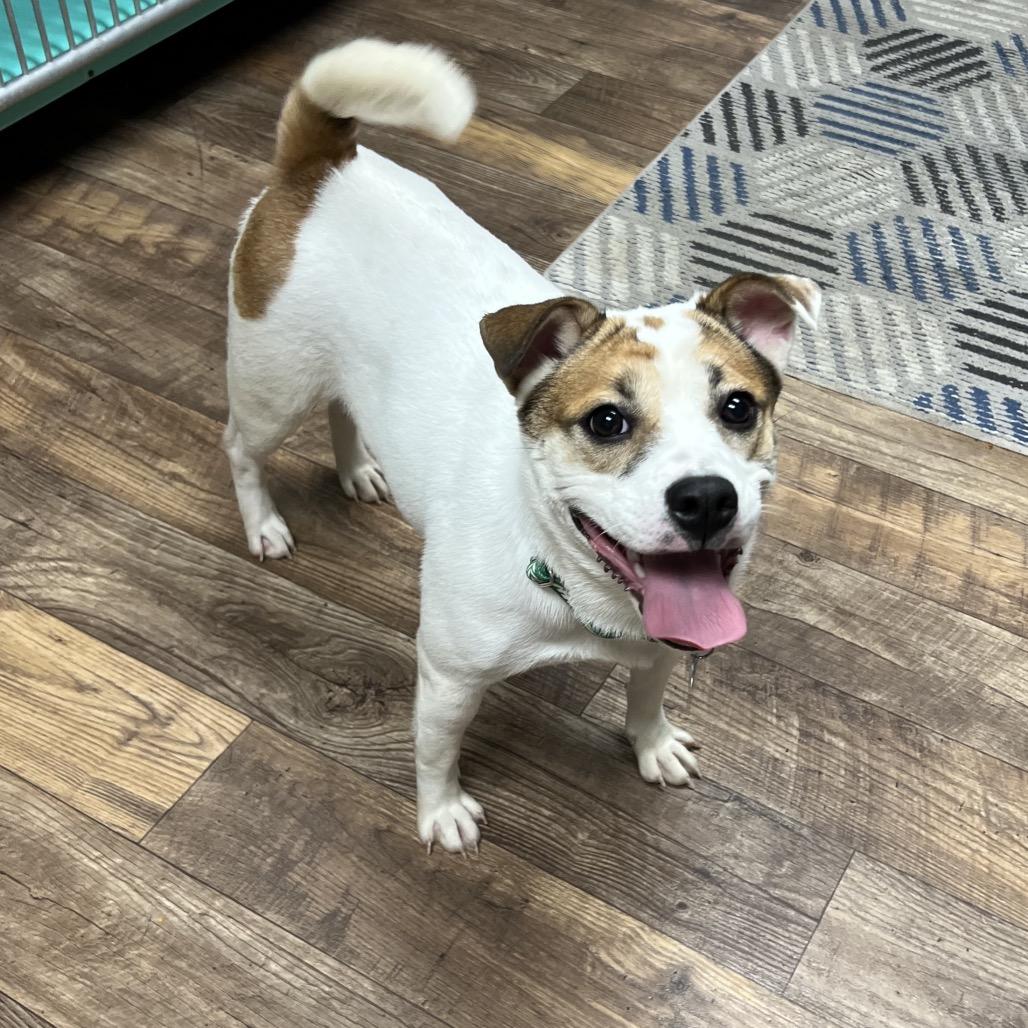 Enlarge Sally Sue, a Adoptable Mixed Breed in Owosso, MI image 2/6