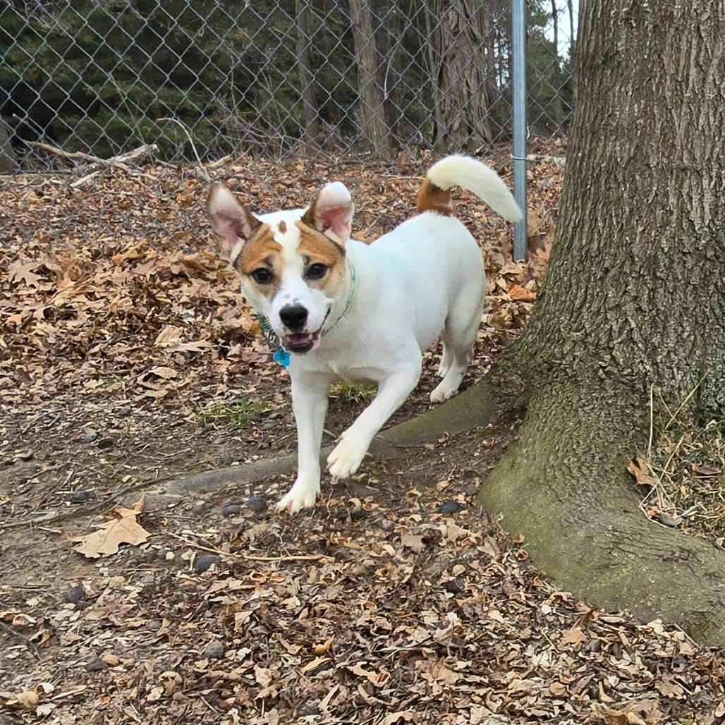 Enlarge Sally Sue, a Adoptable Mixed Breed in Owosso, MI image 3/6
