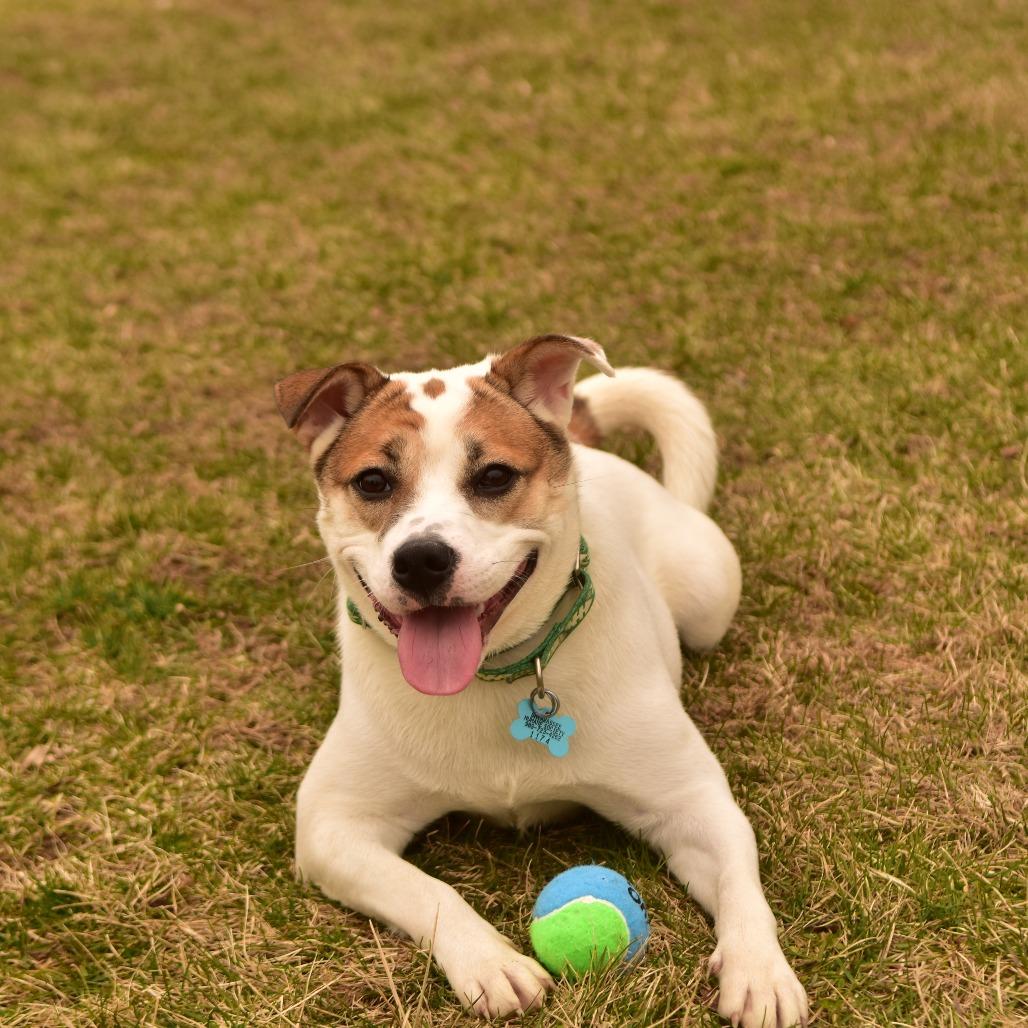 Enlarge Sally Sue, a Adoptable Mixed Breed in Owosso, MI image 4/6