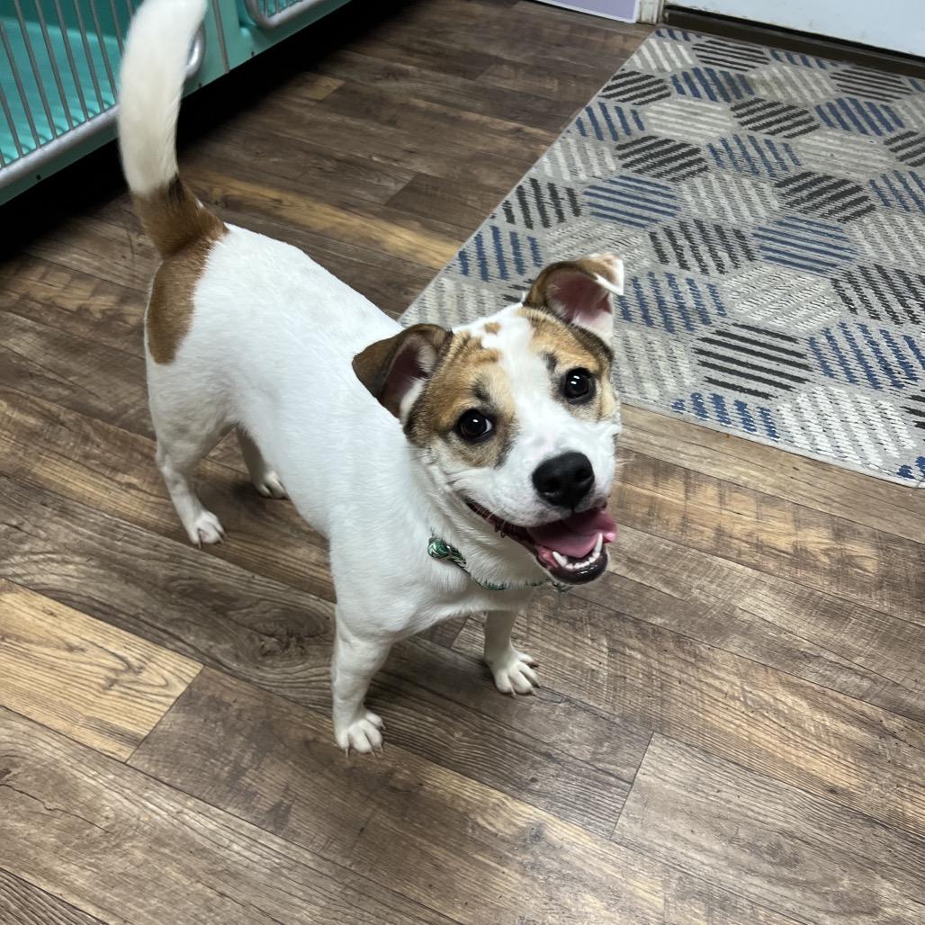 Enlarge Sally Sue, a Adoptable Mixed Breed in Owosso, MI image 6/6