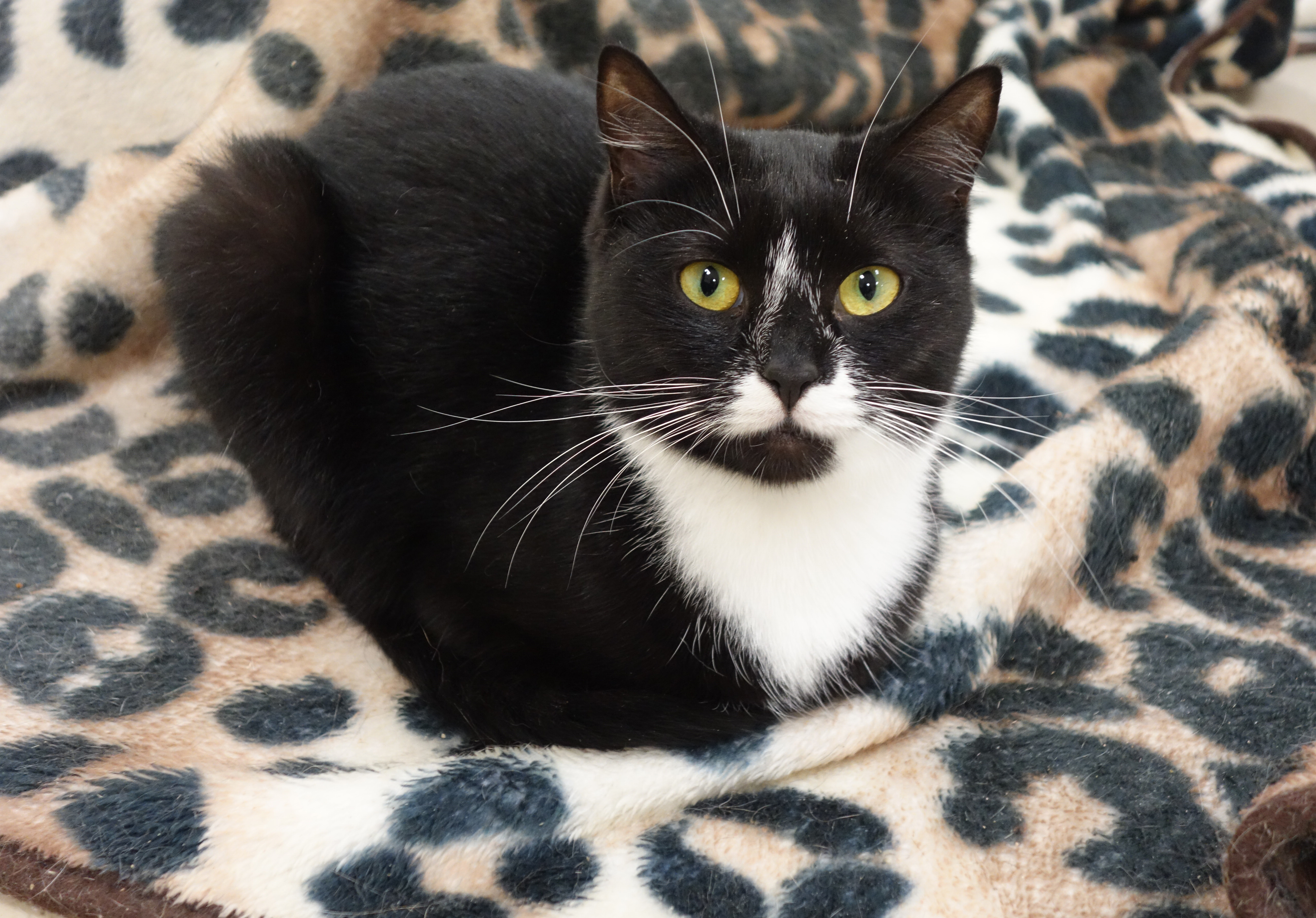 Enlarge Vaughn, a Adoptable Domestic Short Hair in Gouldsboro, PA image 1/1