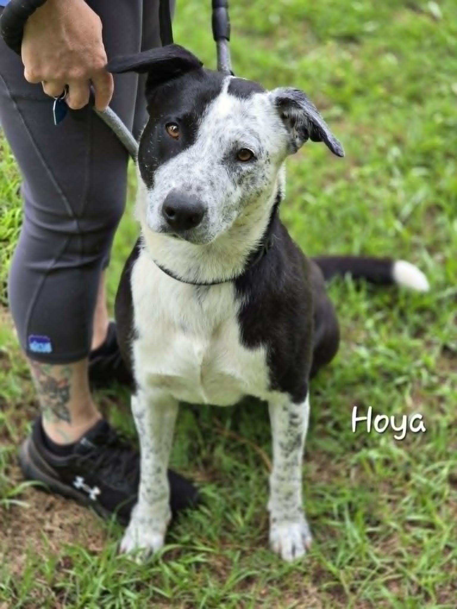 Hoya, an adopted mixed breed in Bishop, GA image 2/4