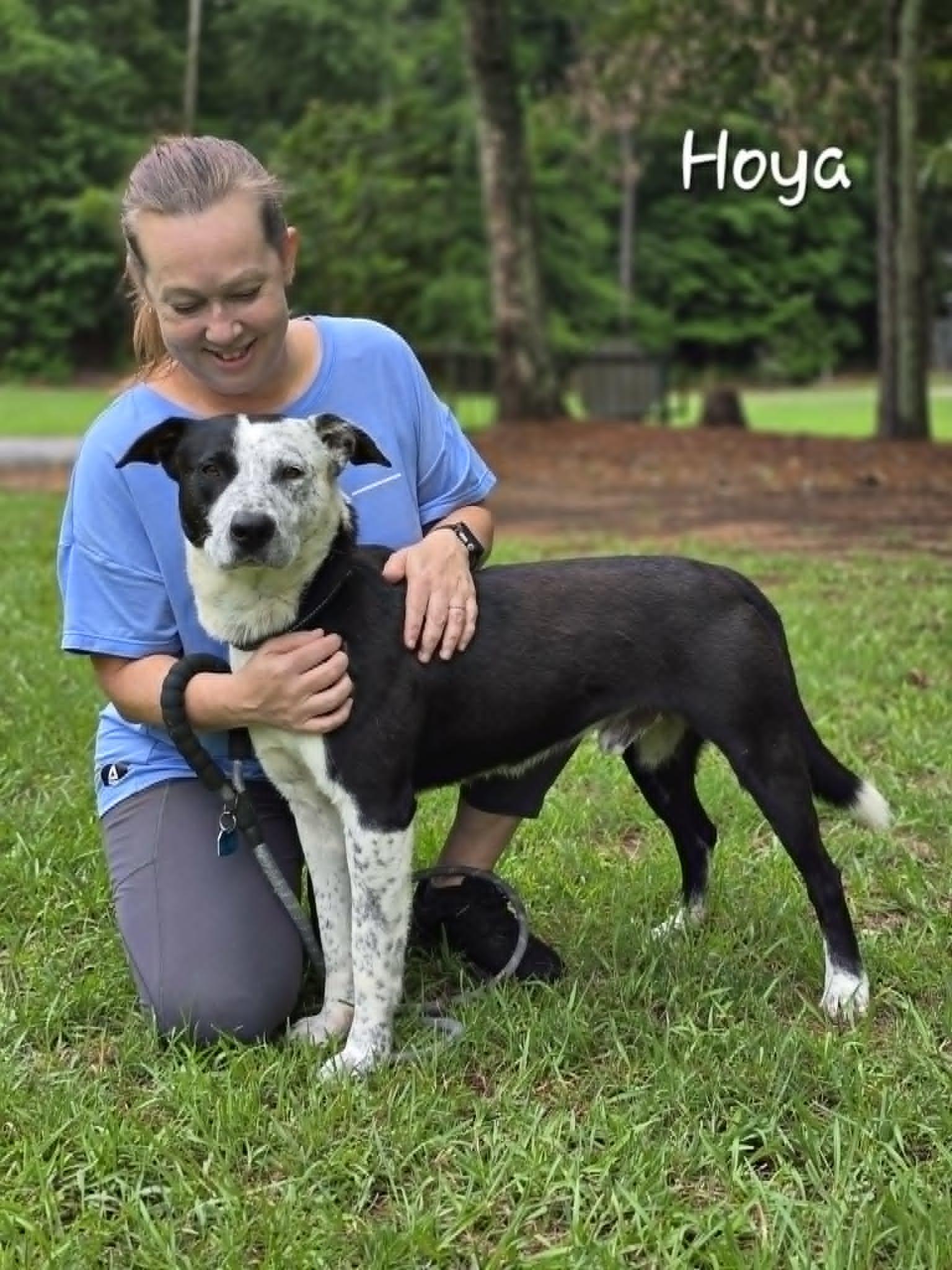 Hoya, an adopted mixed breed in Bishop, GA image 4/4