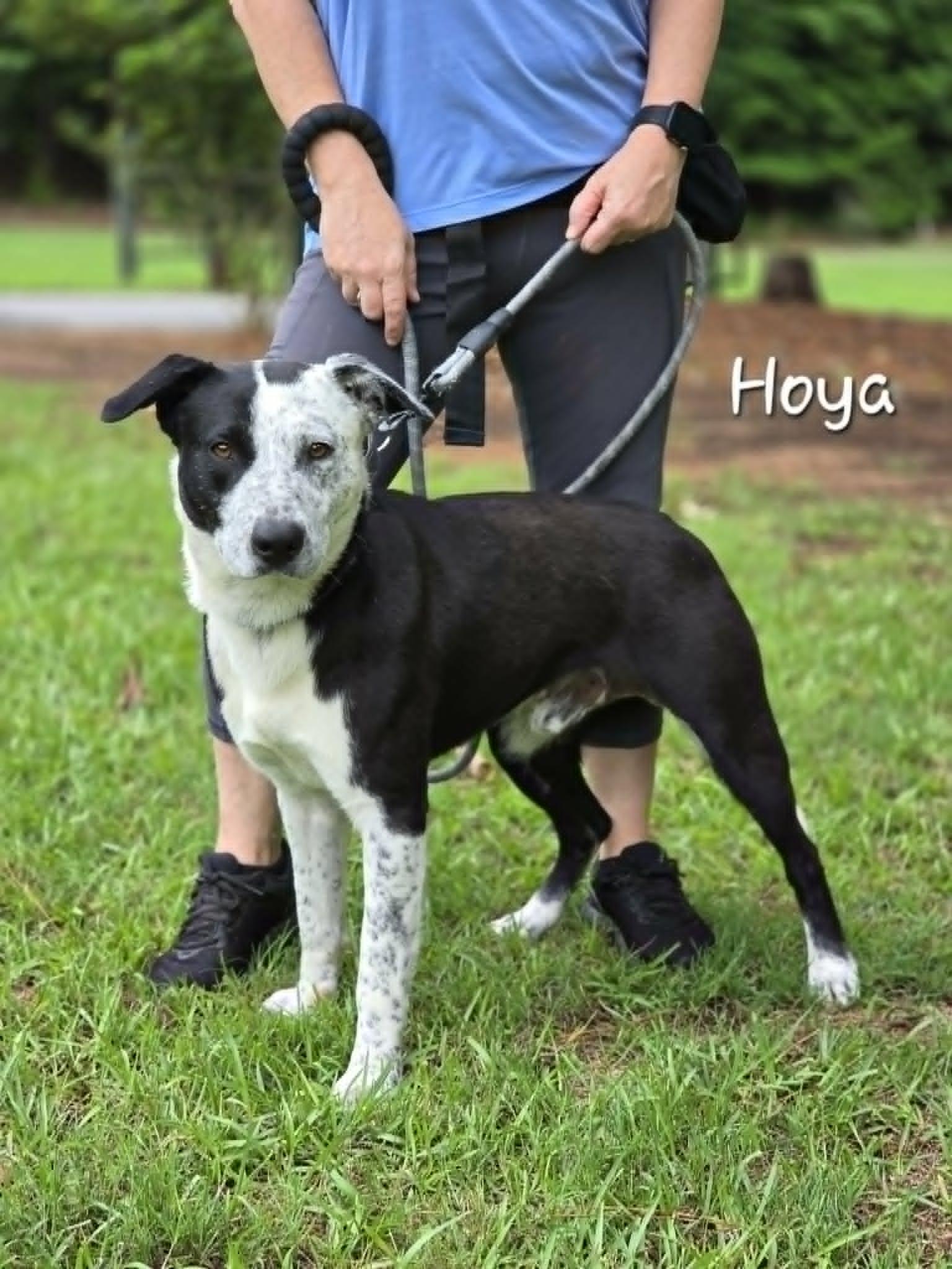 Hoya, an adopted mixed breed in Bishop, GA image 1/4