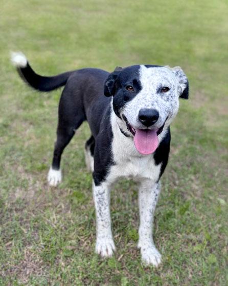 Hoya, an adopted mixed breed in Bishop, GA image 3/4