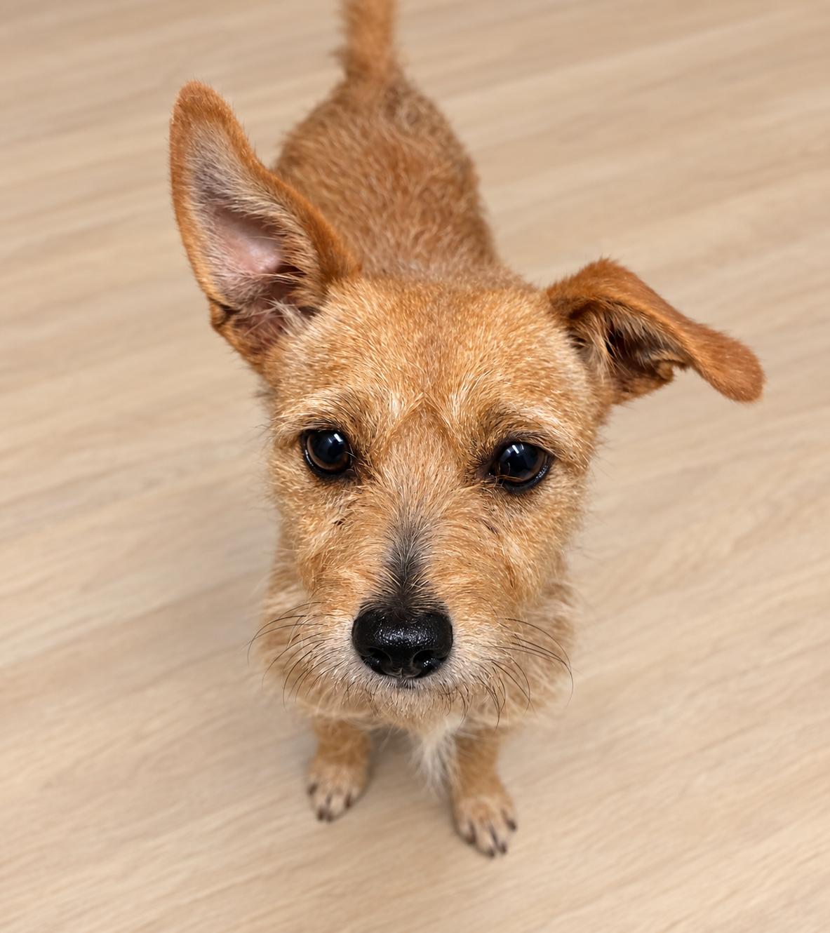 Lucy, Adoptable, Young Female Mixed Breed.