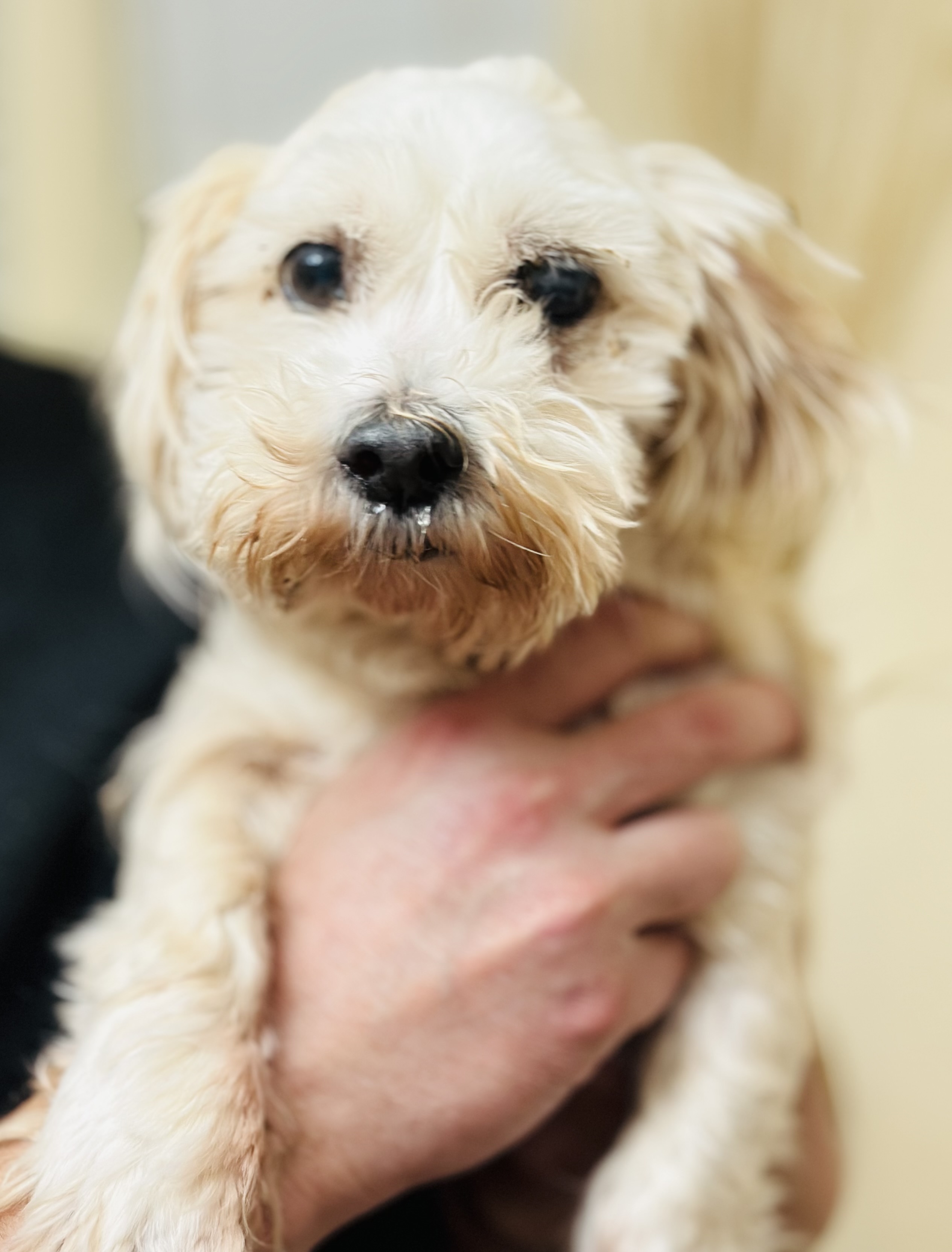 Dog for adoption Hans, a Maltese & Miniature Poodle Mix in Bellevue, WA Petfinder