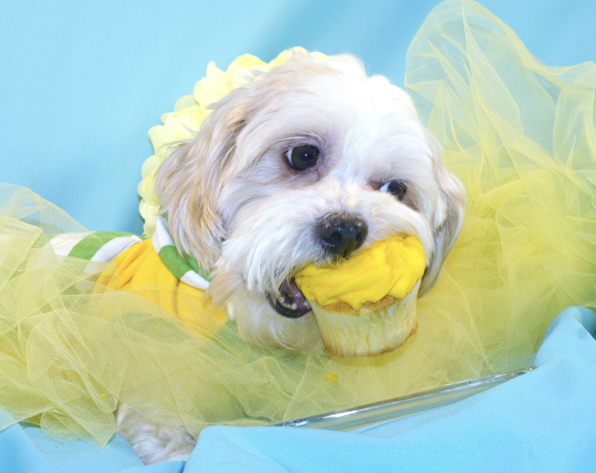 Dog for adoption Hans, a Maltese & Miniature Poodle Mix in Bellevue, WA Petfinder