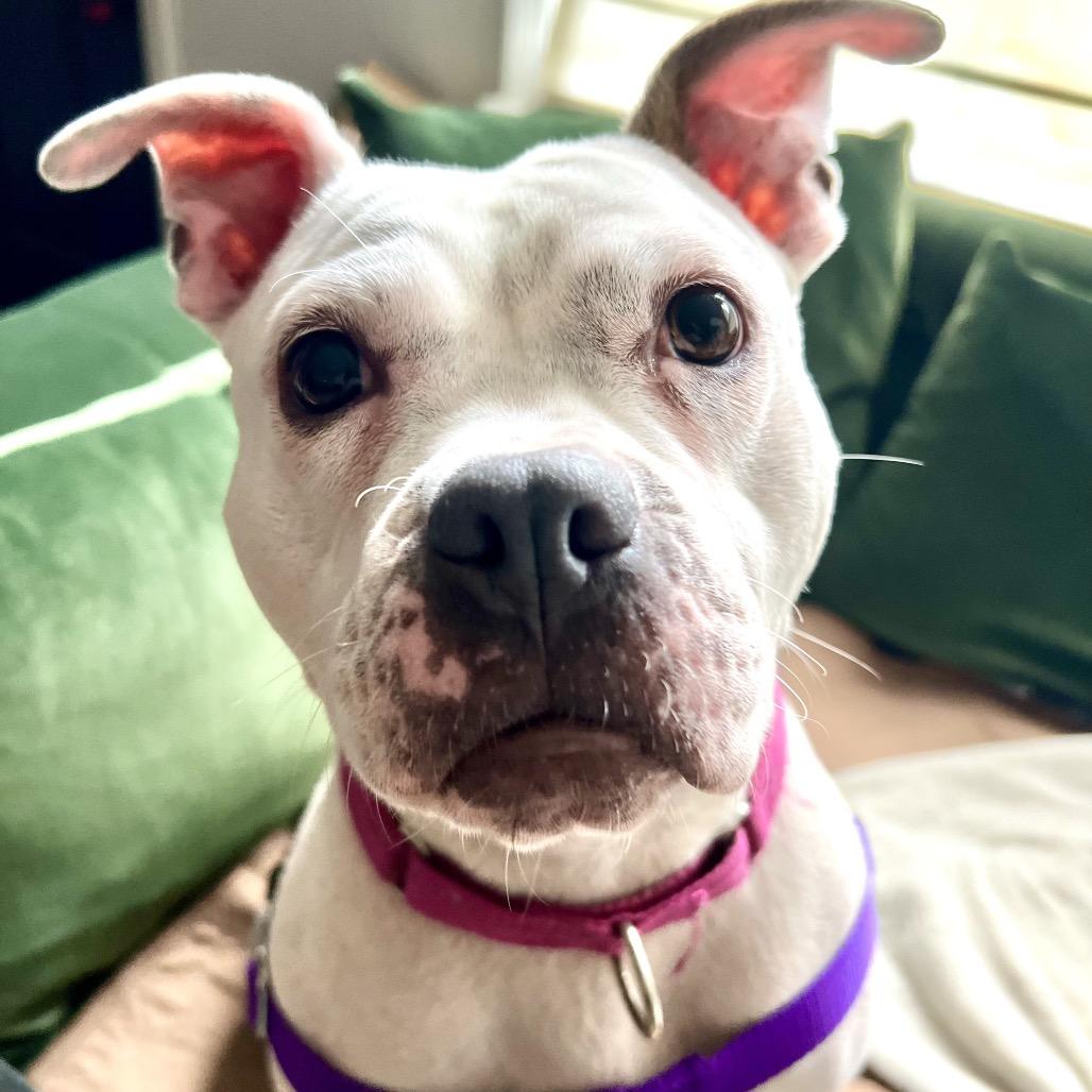 Enlarge Mellow, a Adoptable Pit Bull Terrier in Rockville, MD image 2/6