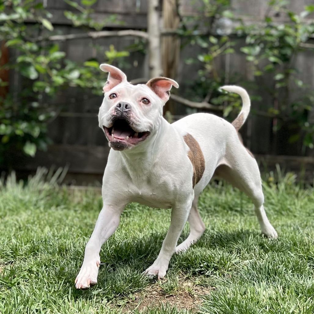Mellow, a Adoptable Pit Bull Terrier in Rockville, MD image 3/6