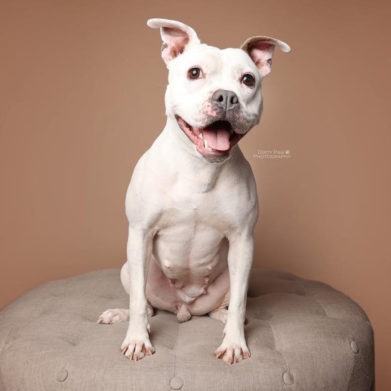 Enlarge Mellow, a Adoptable Pit Bull Terrier in Rockville, MD image 3/6