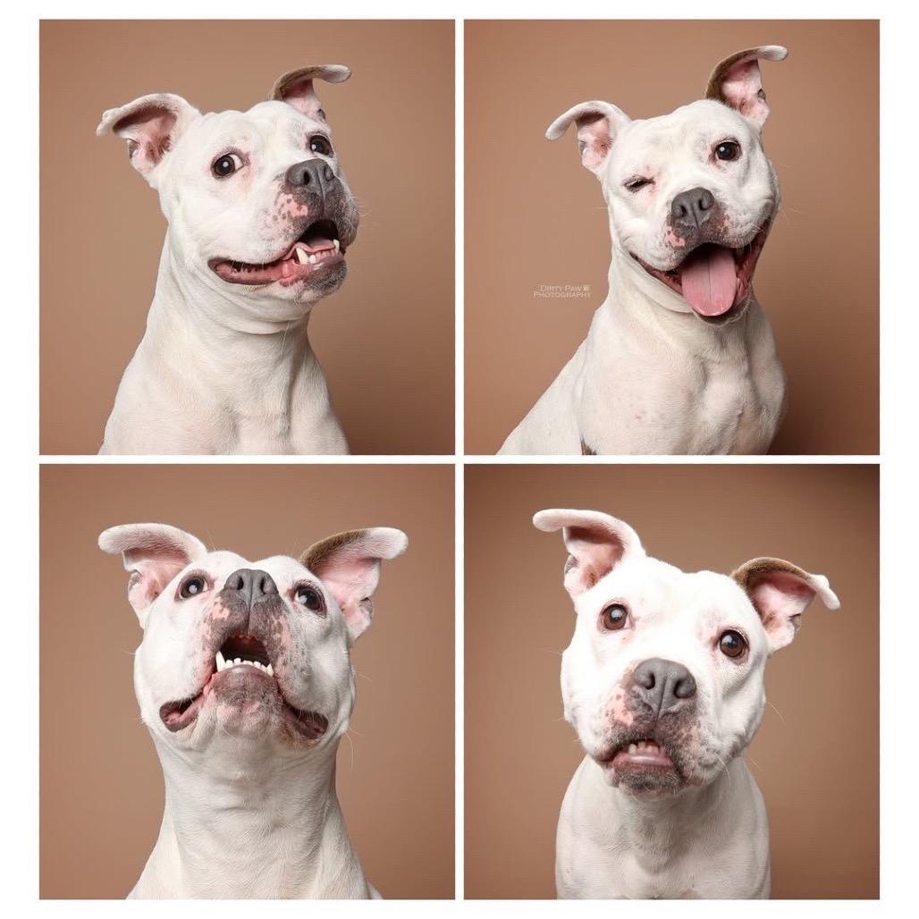 Enlarge Mellow, a Adoptable Pit Bull Terrier in Rockville, MD image 1/6