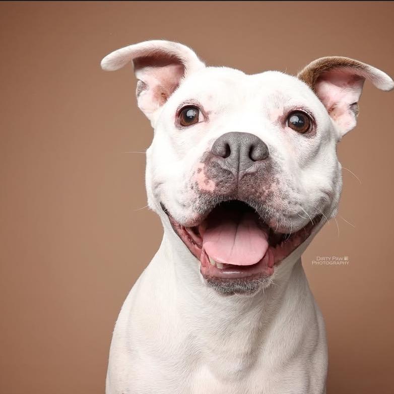 Enlarge Mellow, a Adoptable Pit Bull Terrier in Rockville, MD image 4/6