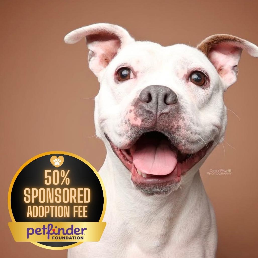 Mellow, a Adoptable Pit Bull Terrier in Rockville, MD image 2/6