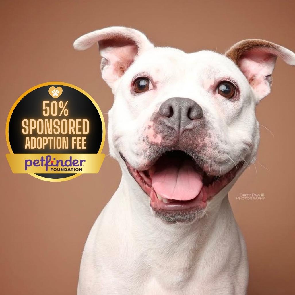 Mellow, Adoptable, Adult Female Pit Bull Terrier.