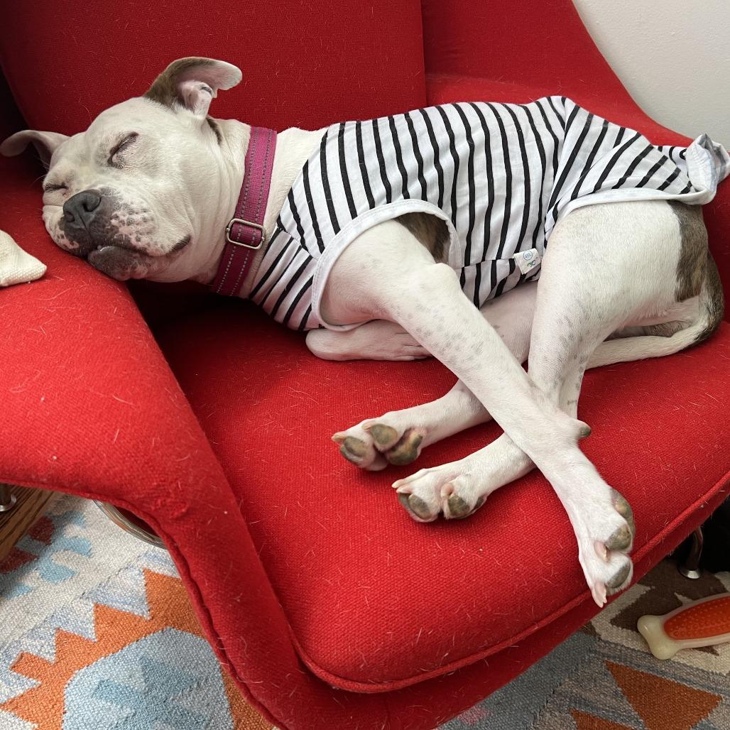 Mellow, a Adoptable Pit Bull Terrier in Rockville, MD image 6/6