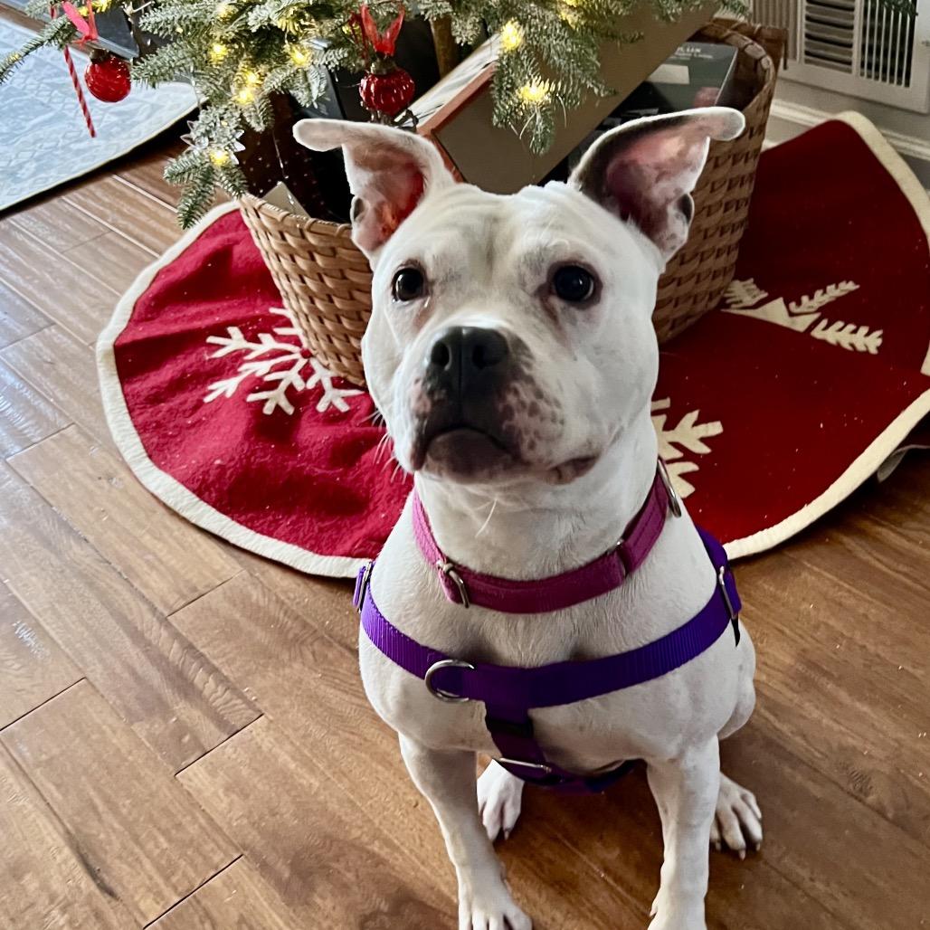 Enlarge Mellow, a Adoptable Pit Bull Terrier in Rockville, MD image 5/6