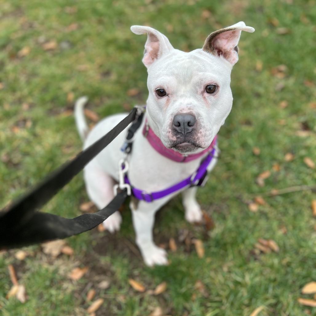 Enlarge Mellow, a Adoptable Pit Bull Terrier in Rockville, MD image 6/6