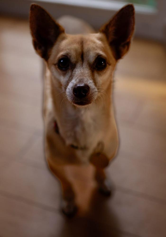 Princess, a Adoptable mixed breed in Lafayette, CO image 2/3