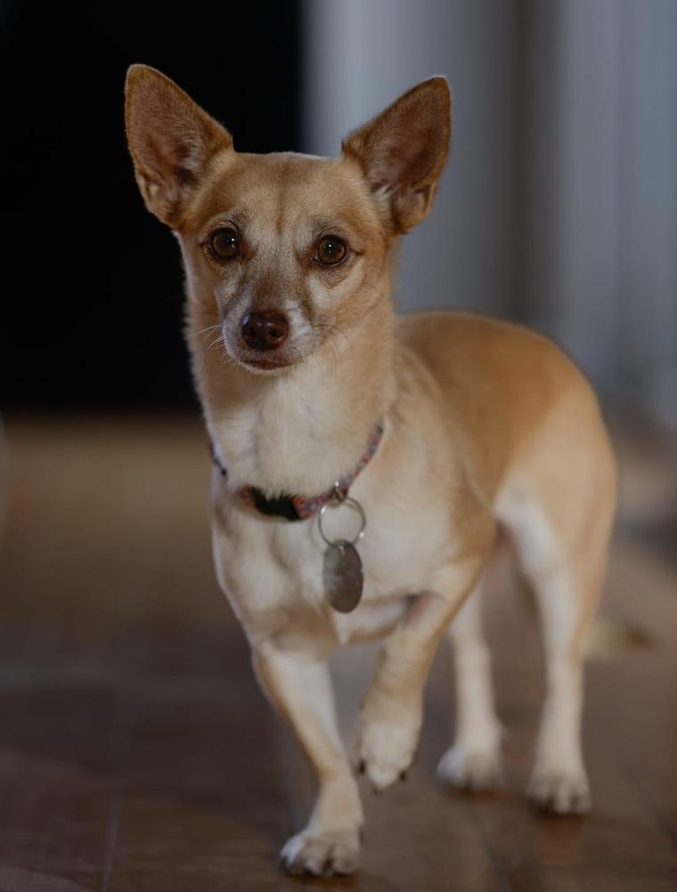 Enlarge Princess, a Adoptable mixed breed in Lafayette, CO image 4/6