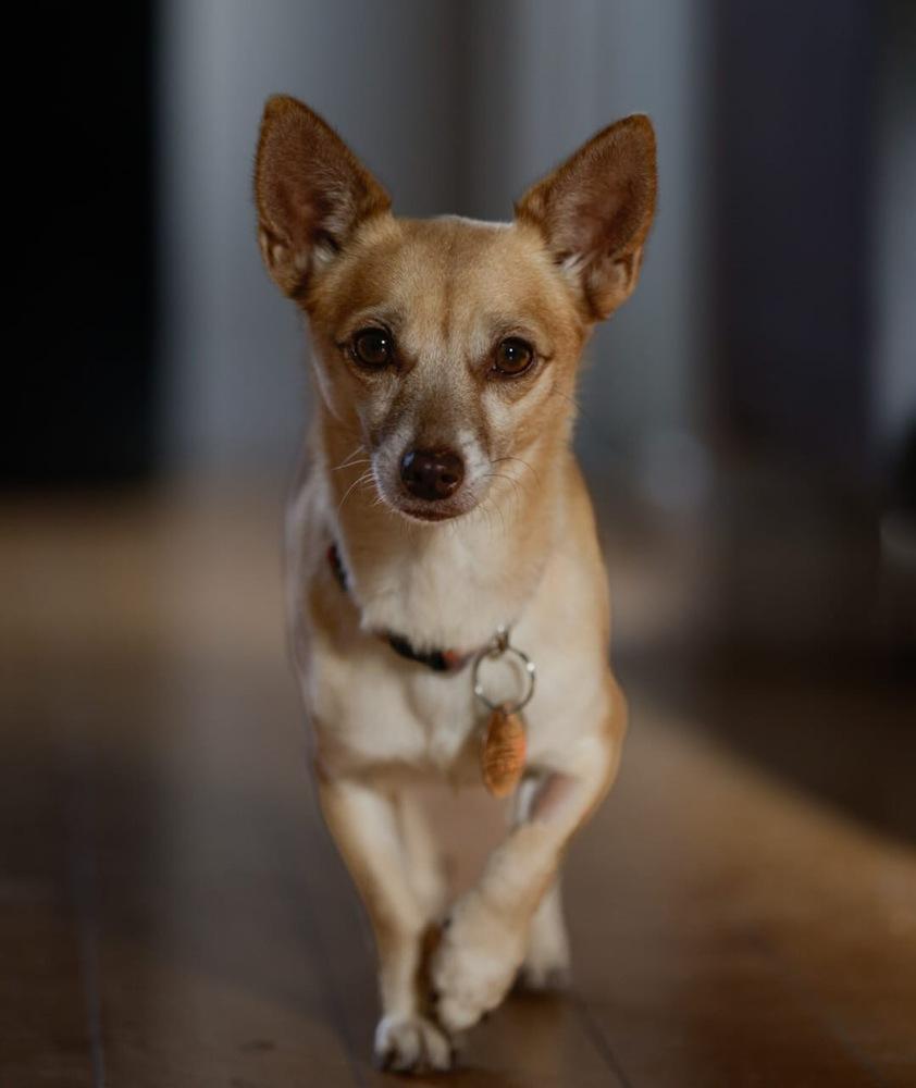 Princess, a Adoptable mixed breed in Lafayette, CO image 3/3