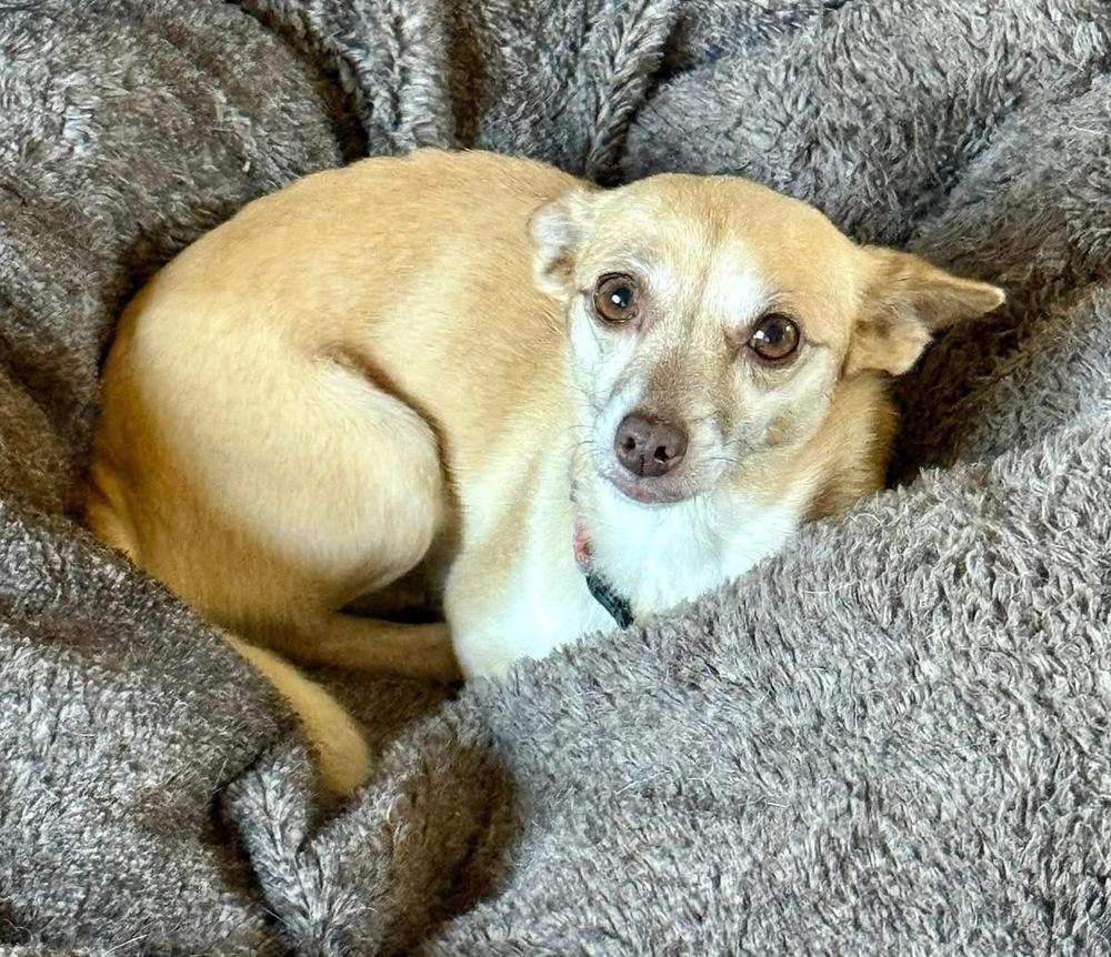 Enlarge Princess, a Adoptable mixed breed in Lafayette, CO image 6/6