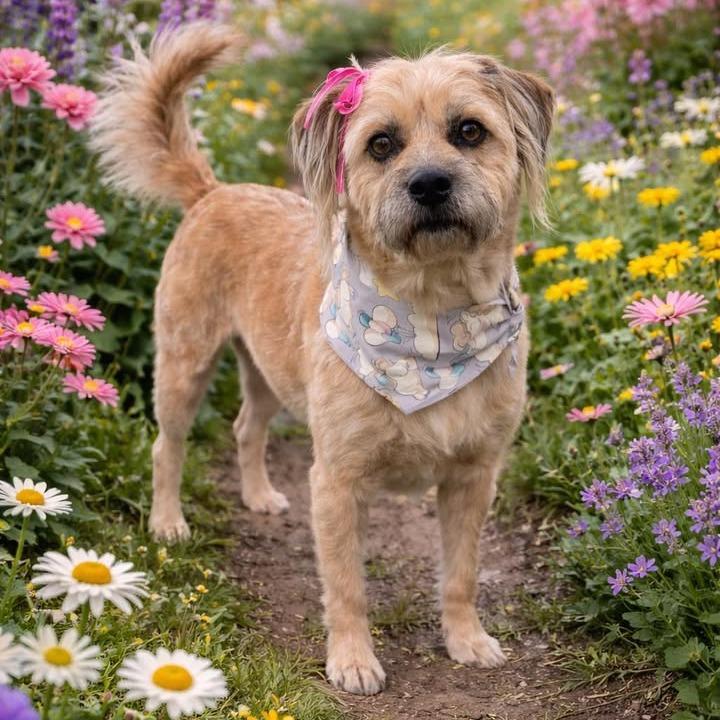 Benji, Adoptable, Adult Female Terrier & Mixed Breed.