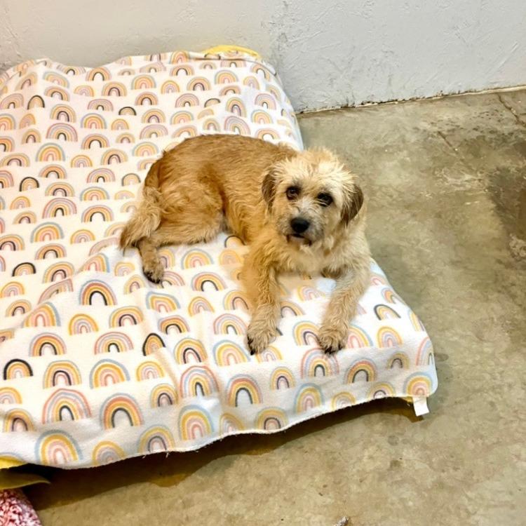 Enlarge Benji, a Adoptable mixed breed in Tanner, AL image 1/2