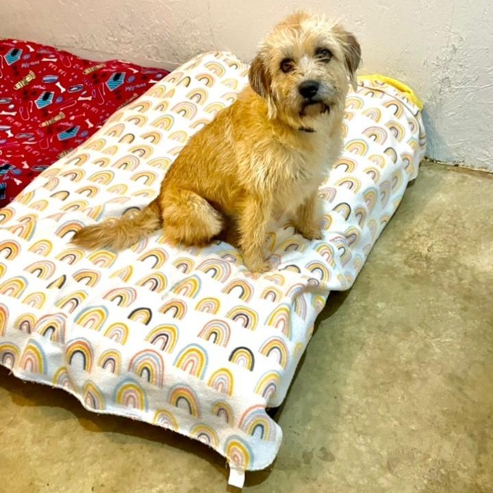 Benji, a Adoptable mixed breed in Tanner, AL image 2/2