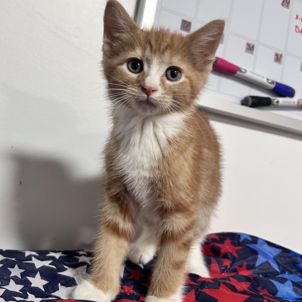 Enlarge Roman, a Adoptable Domestic Short Hair in Fredericksburg, VA image 1/2