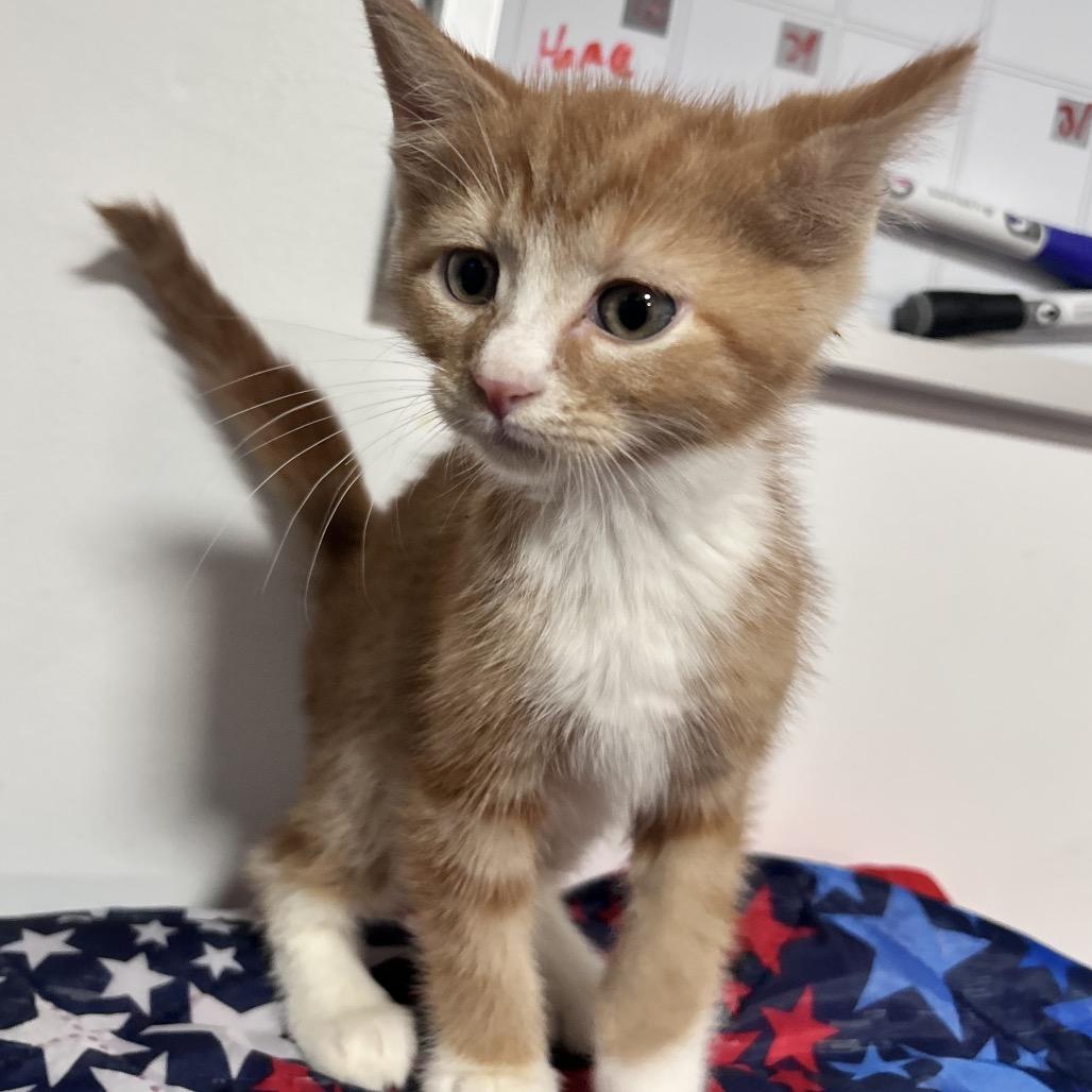 Enlarge Roman, a Adoptable Domestic Short Hair in Fredericksburg, VA image 2/2