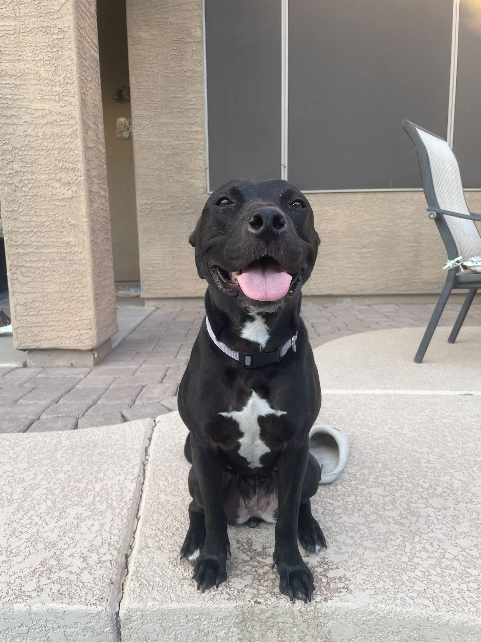MURPHY #10, Adoptable, Adult Female Pit Bull Terrier.