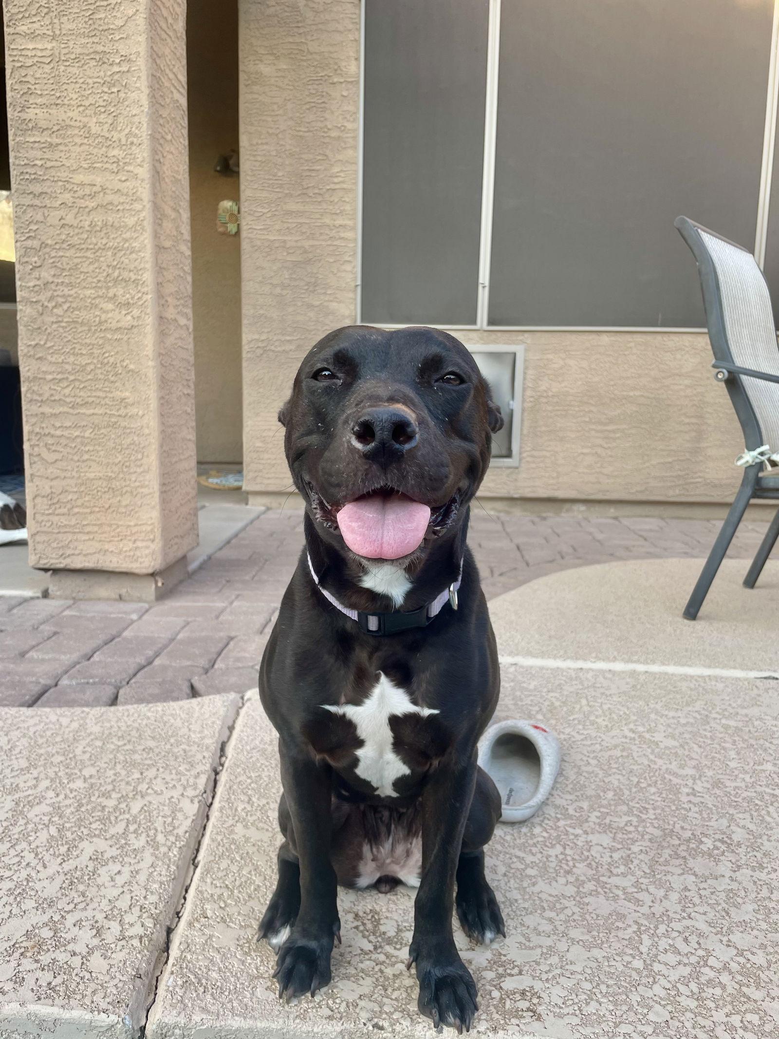 Enlarge MURPHY #10, a Adoptable Pit Bull Terrier in Chandler, AZ image 2/3
