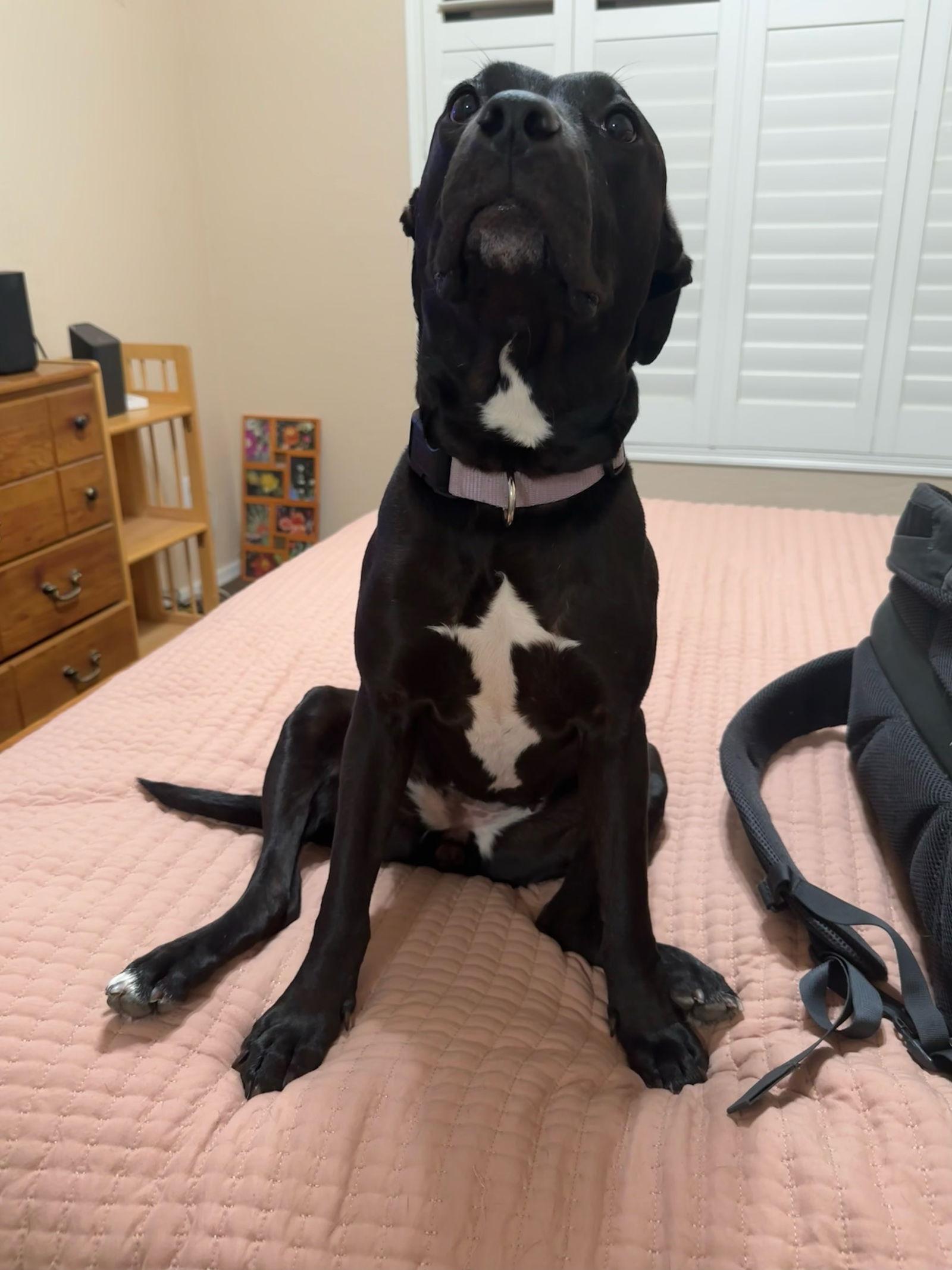 Enlarge MURPHY #10, a Adoptable Pit Bull Terrier in Chandler, AZ image 3/3