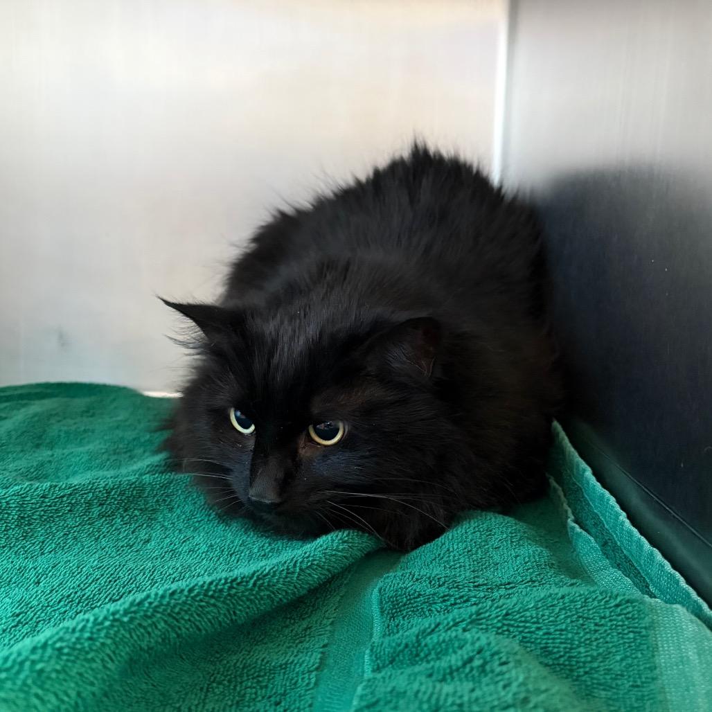 Cricket, Adoptable, Senior Female Domestic Long Hair.