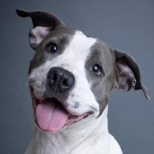 Big Mama, Adult Female American Staffordshire Terrier
