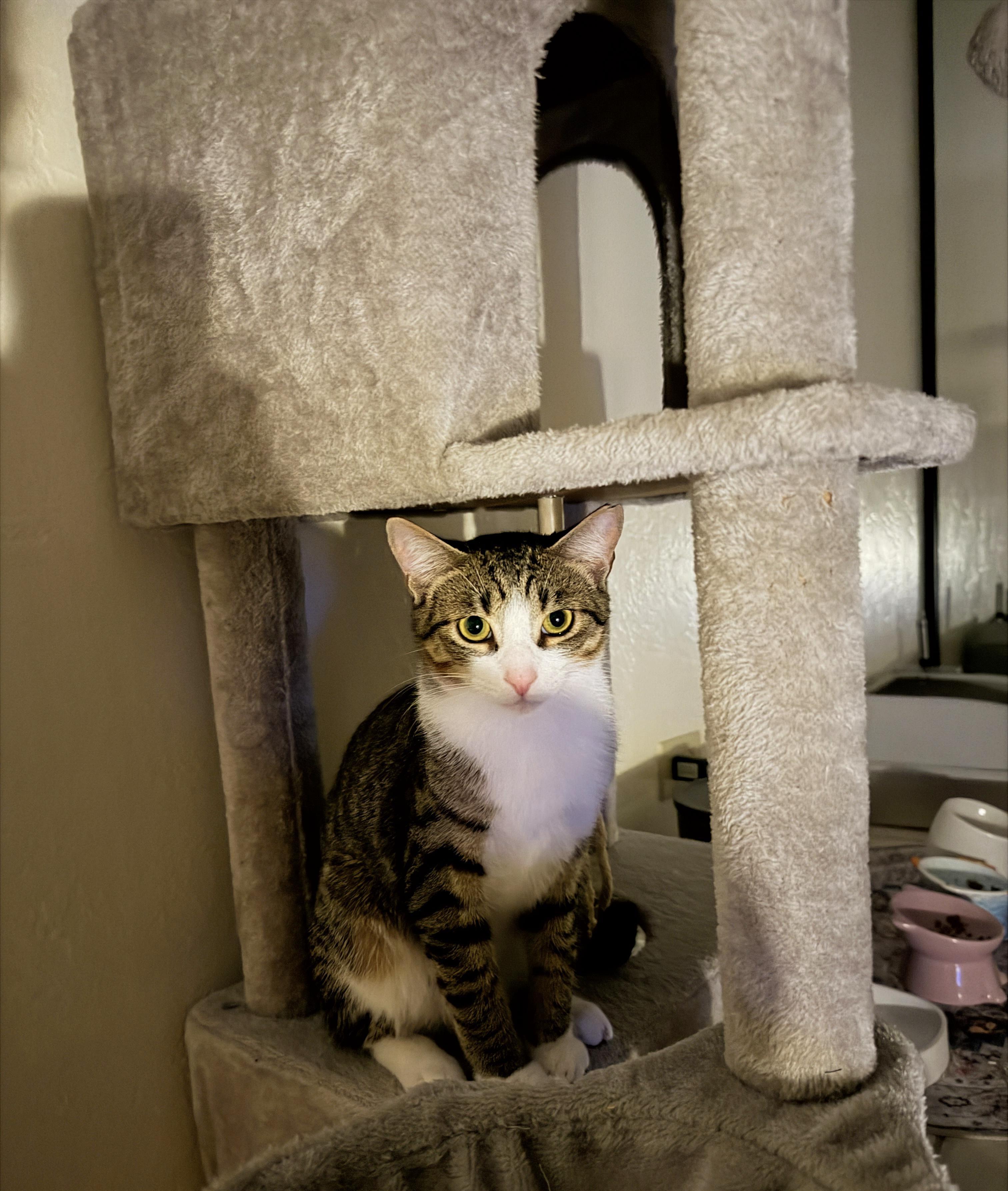 Stormy, a Adoptable Domestic Short Hair in Honolulu, HI image 1/2
