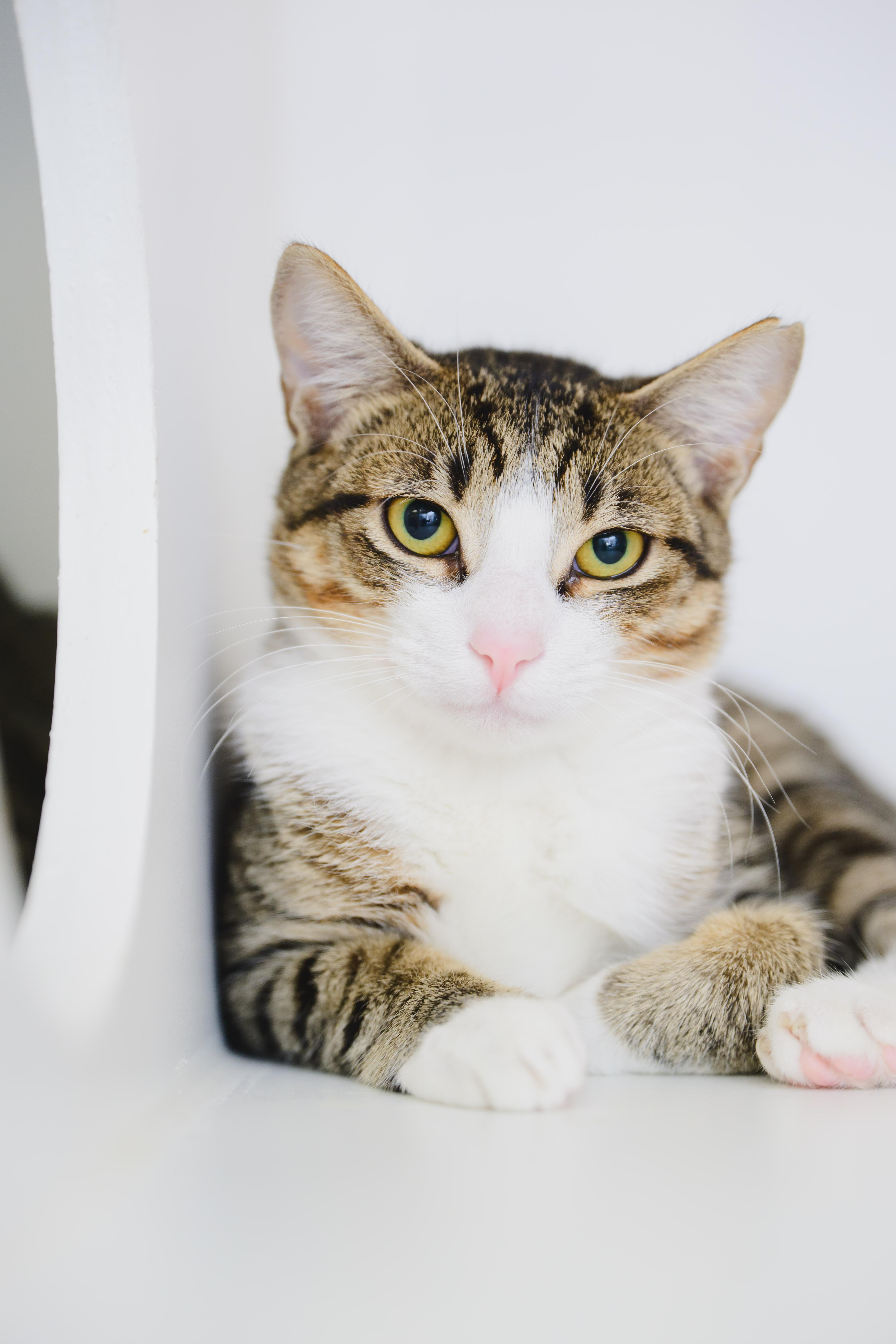 Stormy, a Adoptable Domestic Short Hair in Honolulu, HI image 2/2