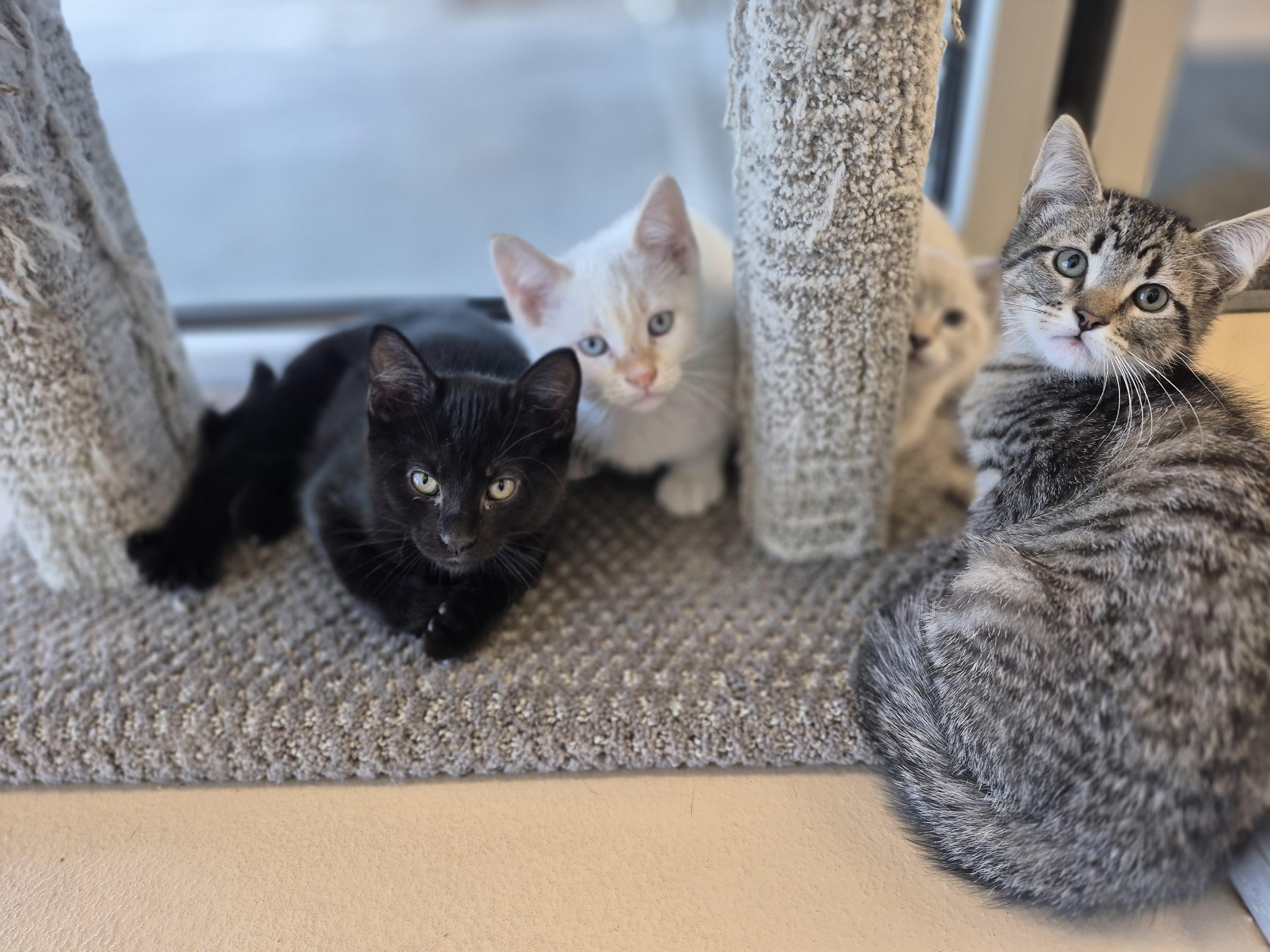 Enlarge Siggy, an adopted Domestic Short Hair in Schertz, TX image 2/2