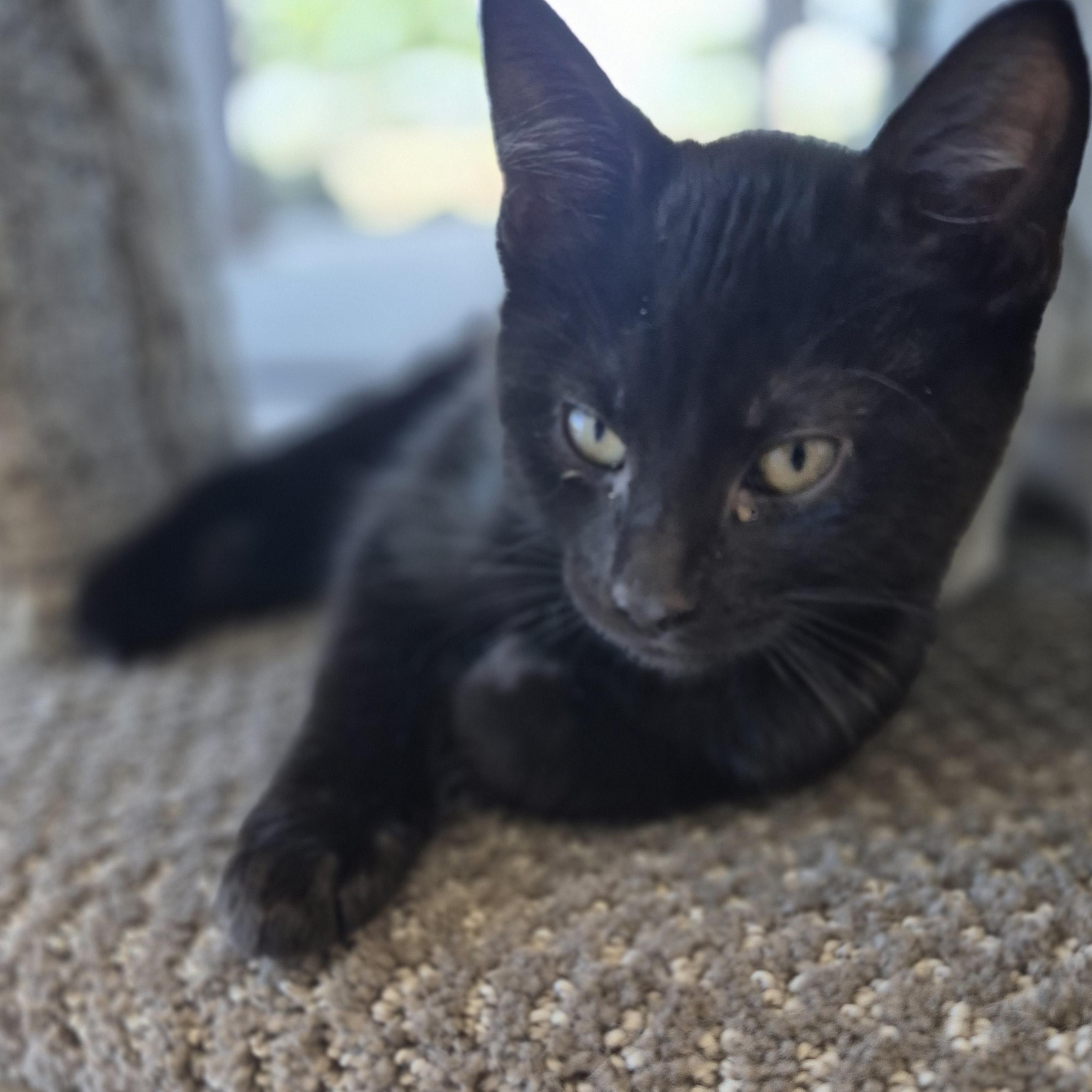 Enlarge Siggy, an adopted Domestic Short Hair in Schertz, TX image 1/2