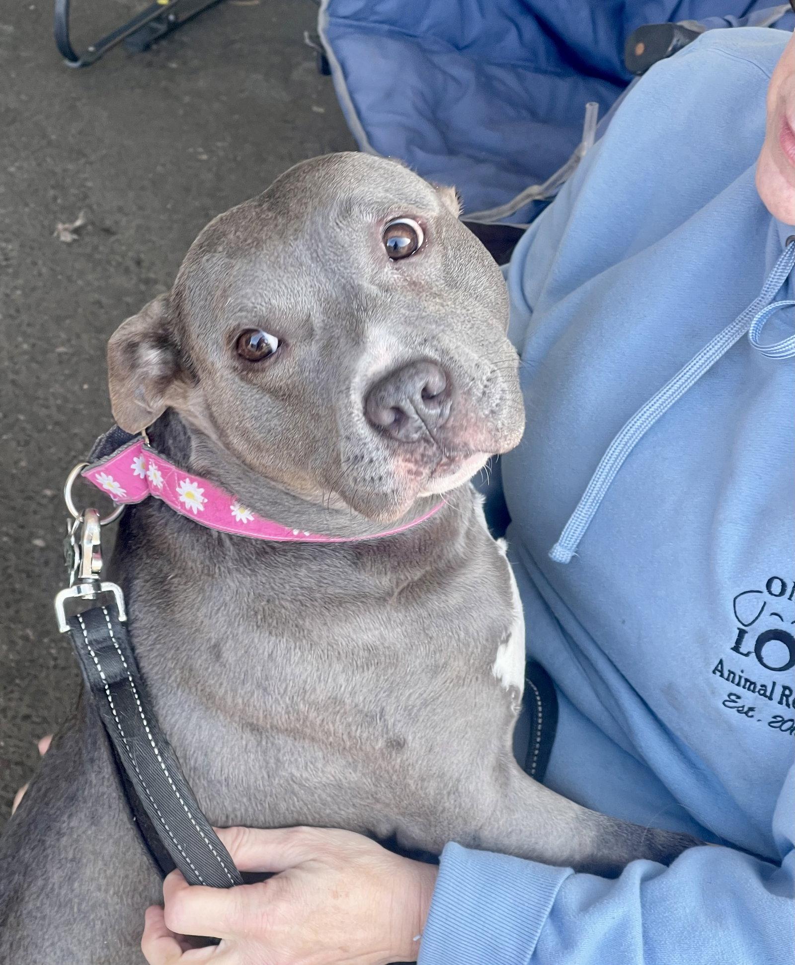 Nala (Terrier), Adopted, Adult Female Terrier.