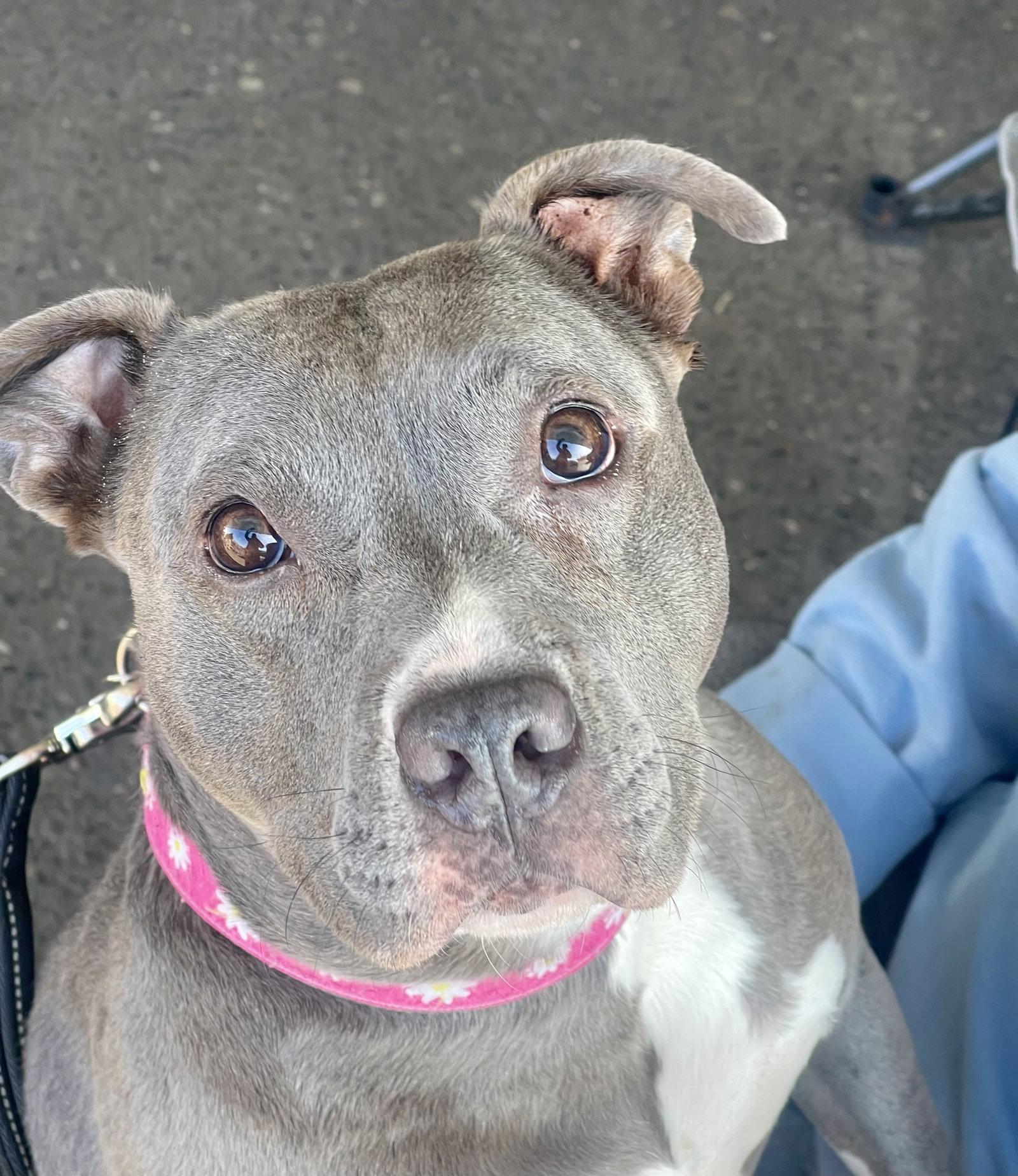 Enlarge Nala (Terrier), a Adopted Terrier in Blackwood, NJ image 3/3