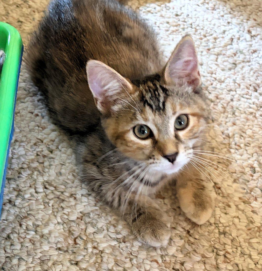 Brandy and Piper, adoptable, Kitten Female Domestic Short Hair.