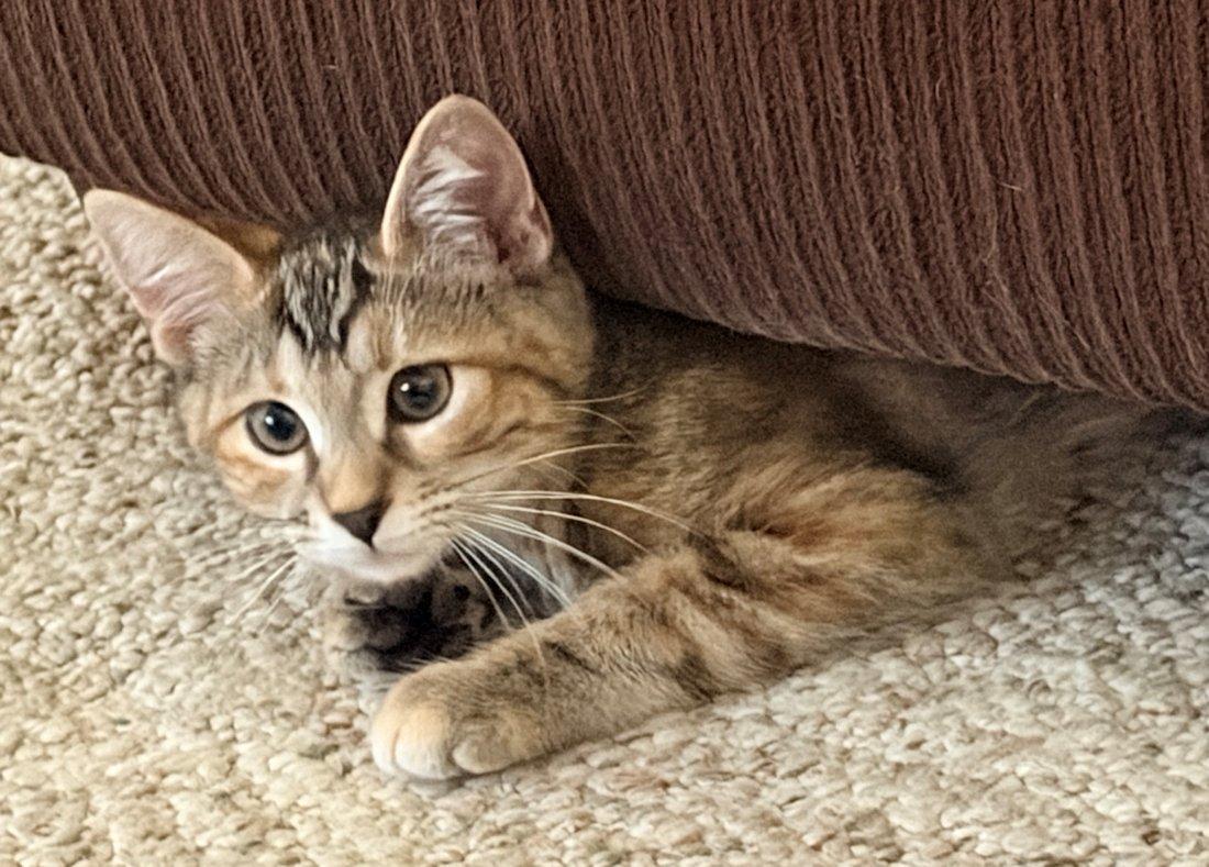 Brandy and Piper, an adoptable Domestic Short Hair in White Bear Lake, MN image 3/4
