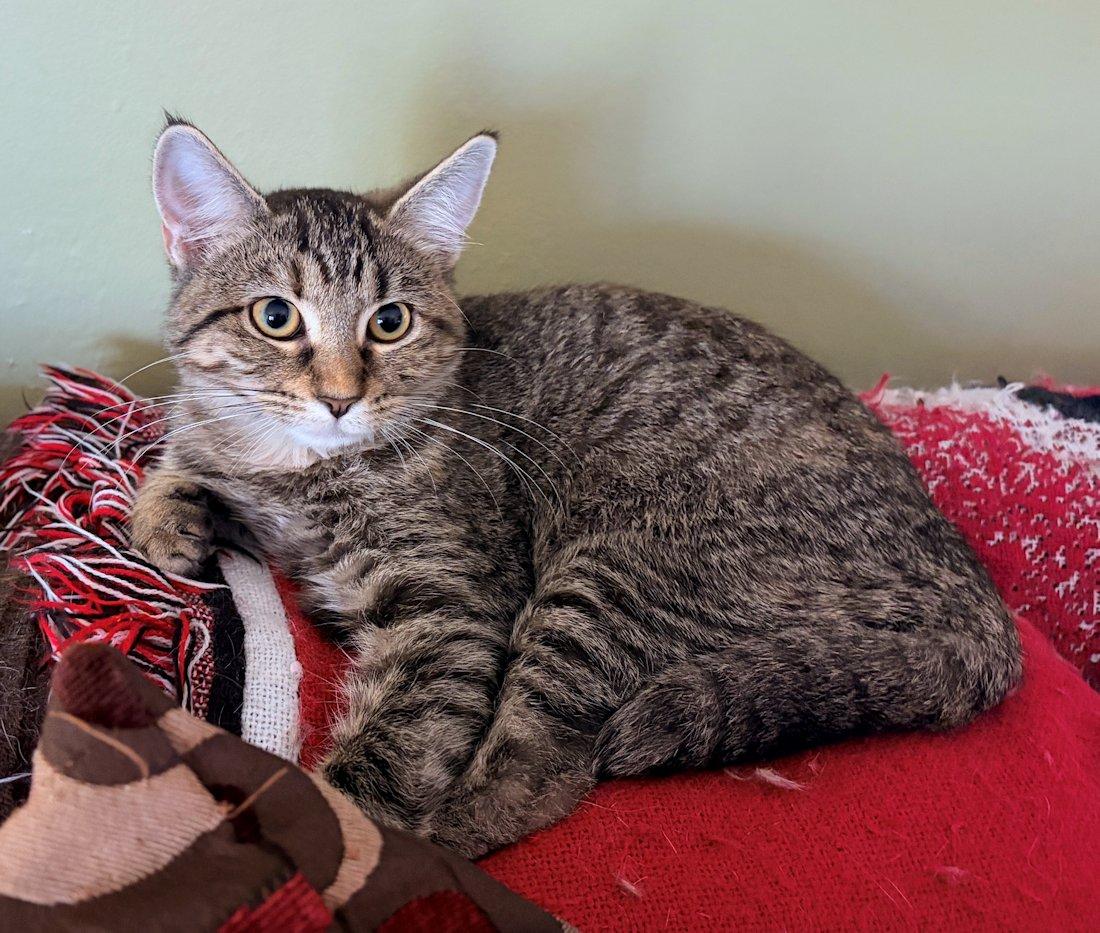 Enlarge Brandy and Piper, a Adoptable Domestic Short Hair in White Bear Lake, MN image 4/4