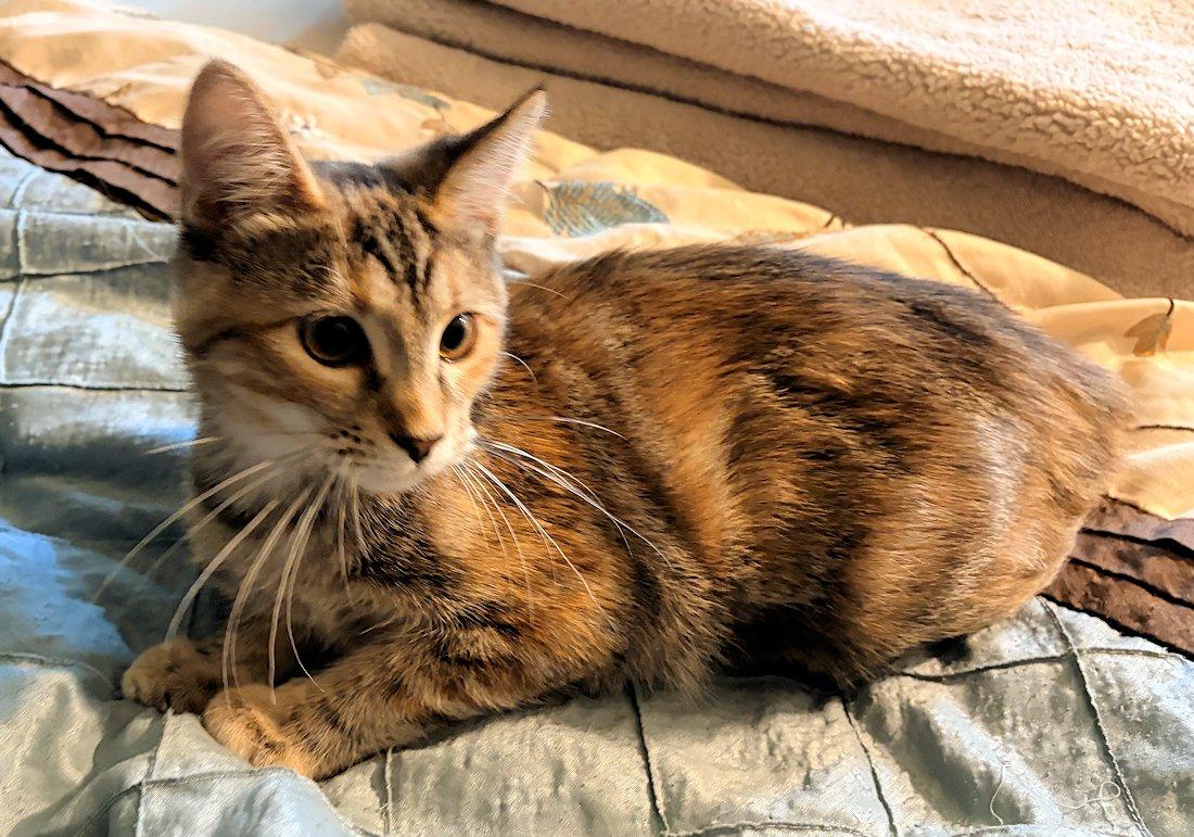 Enlarge Brandy and Piper, a Adoptable Domestic Short Hair in White Bear Lake, MN image 5/5