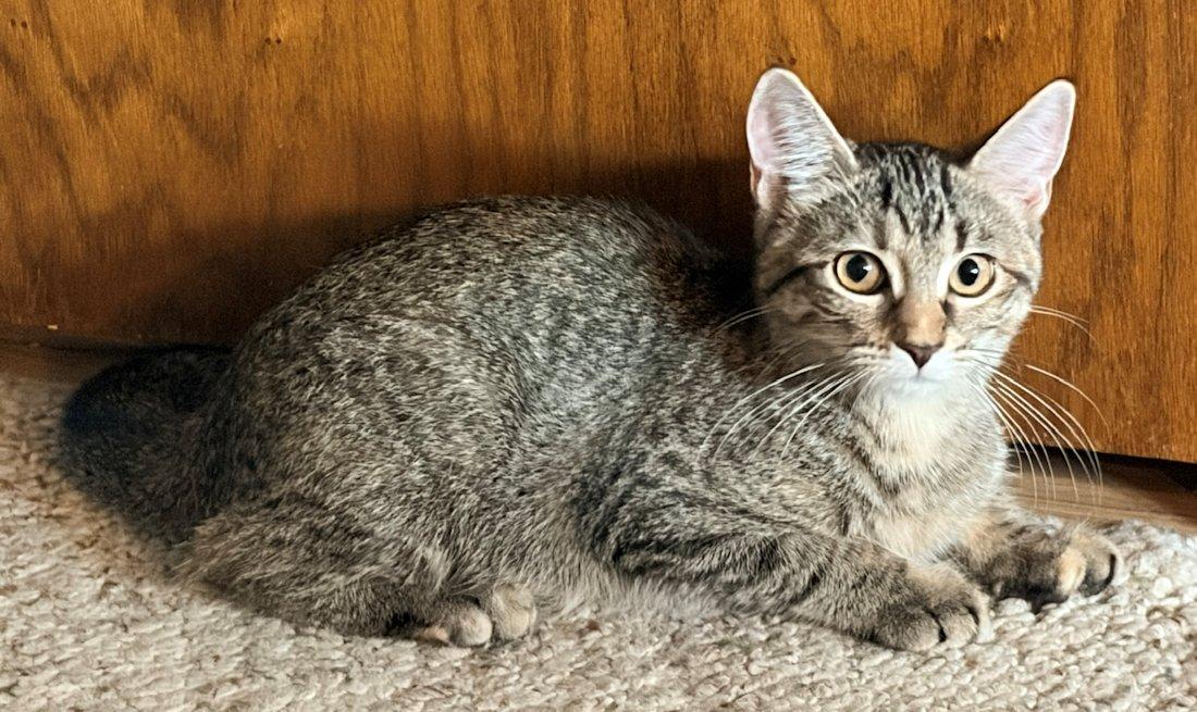 Enlarge Brandy and Piper, a Adoptable Domestic Short Hair in White Bear Lake, MN image 4/5